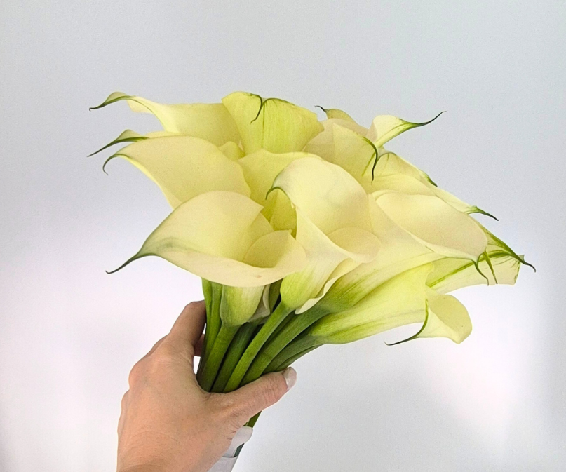 Callas e copos de leite